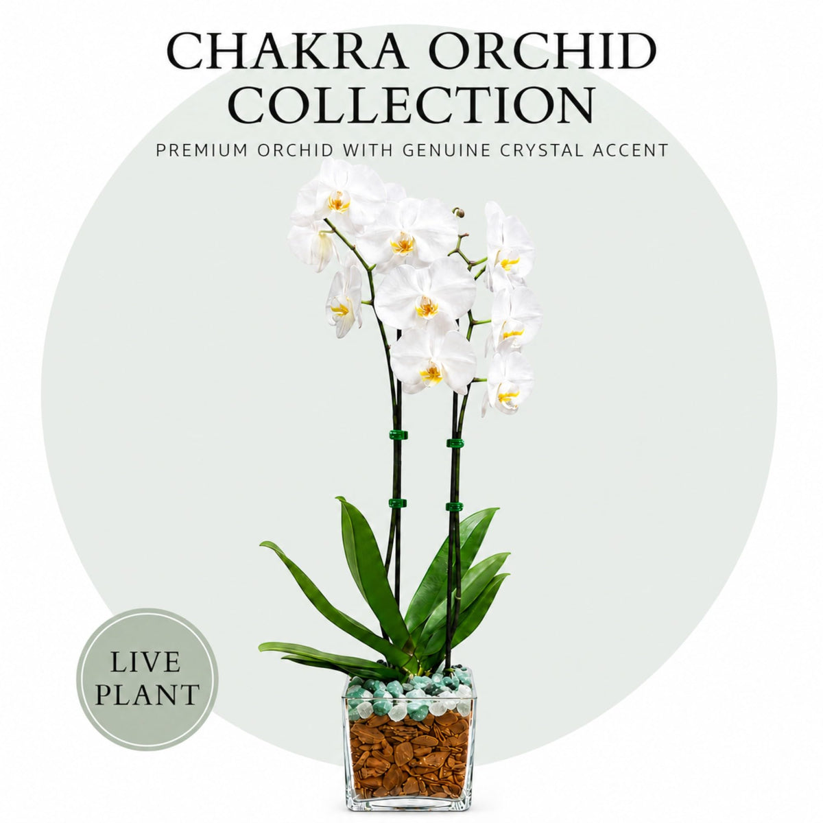 Crystal City Designs double-stem white Phalaenopsis orchid in a clear planter with Green Aventurine and Clear Quartz.