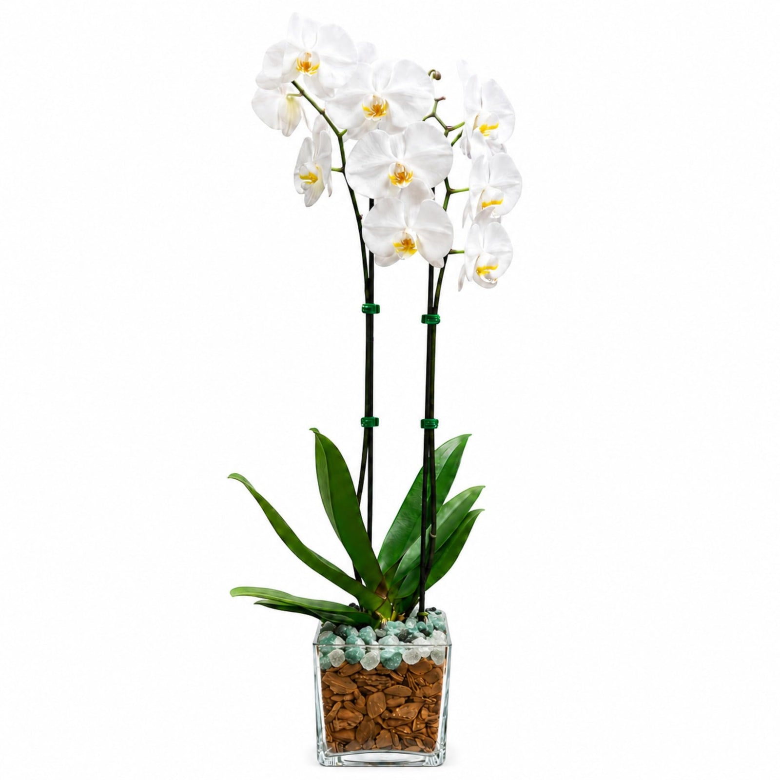 Crystal City Designs double-stem white Phalaenopsis orchid in a clear planter with green aventurine and clear quartz.
