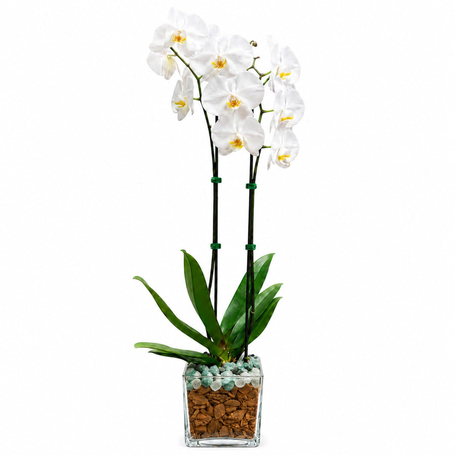 Crystal City Designs double-stem white Phalaenopsis orchid in a clear planter with green aventurine and clear quartz.