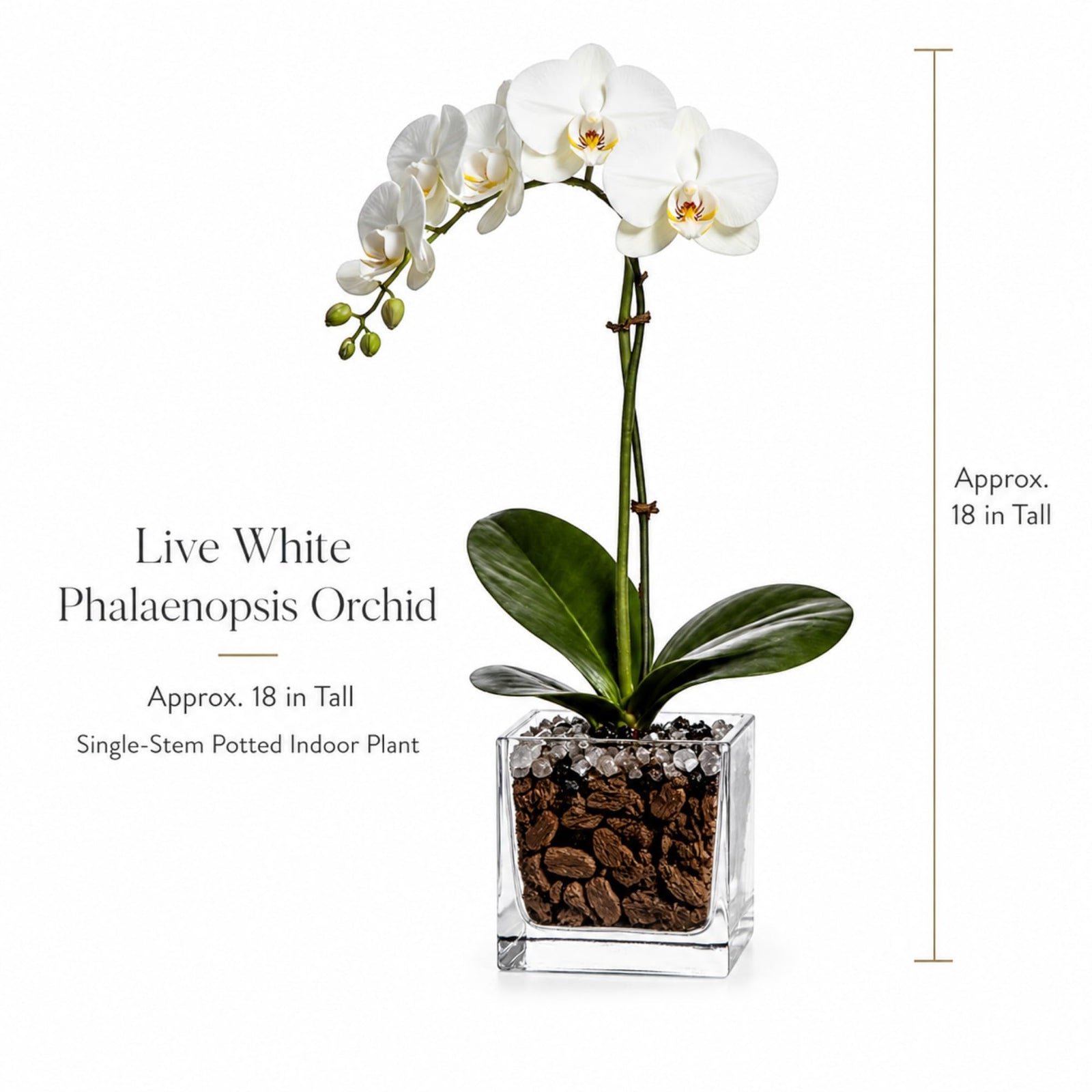 Crystal City Designs live white Phalaenopsis orchid in a 3-inch clear acrylic cube with black obsidian and quartz.