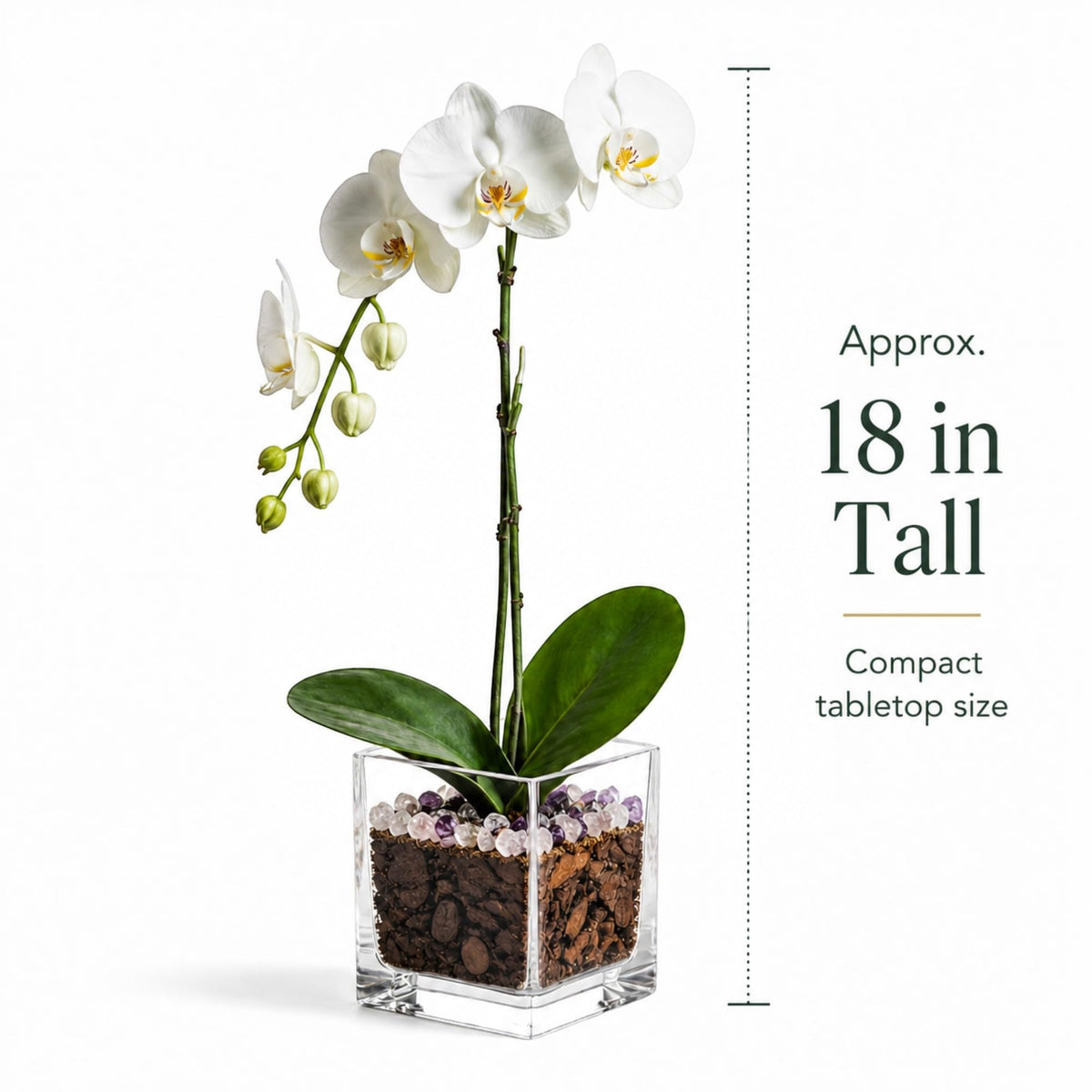 Crystal City Designs white Phalaenopsis orchid in a clear acrylic cube with Rose Quartz and Amethyst crystal accents.