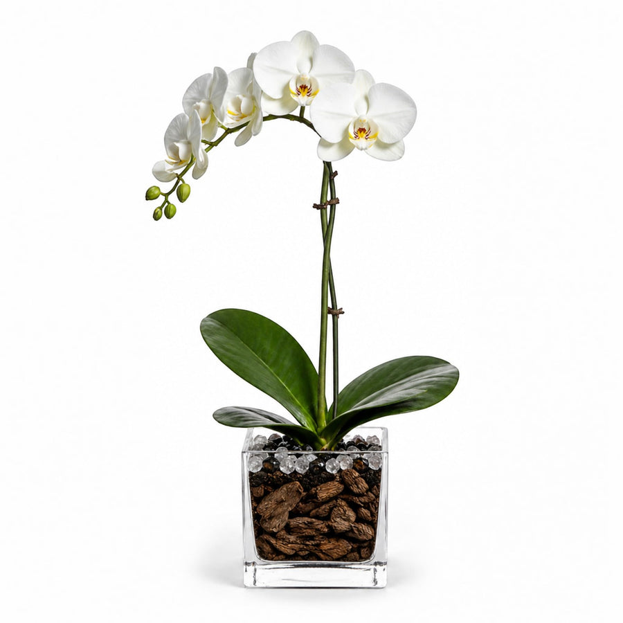 Crystal City Designs white Phalaenopsis orchid in a clear acrylic cube with black obsidian and clear quartz accents.