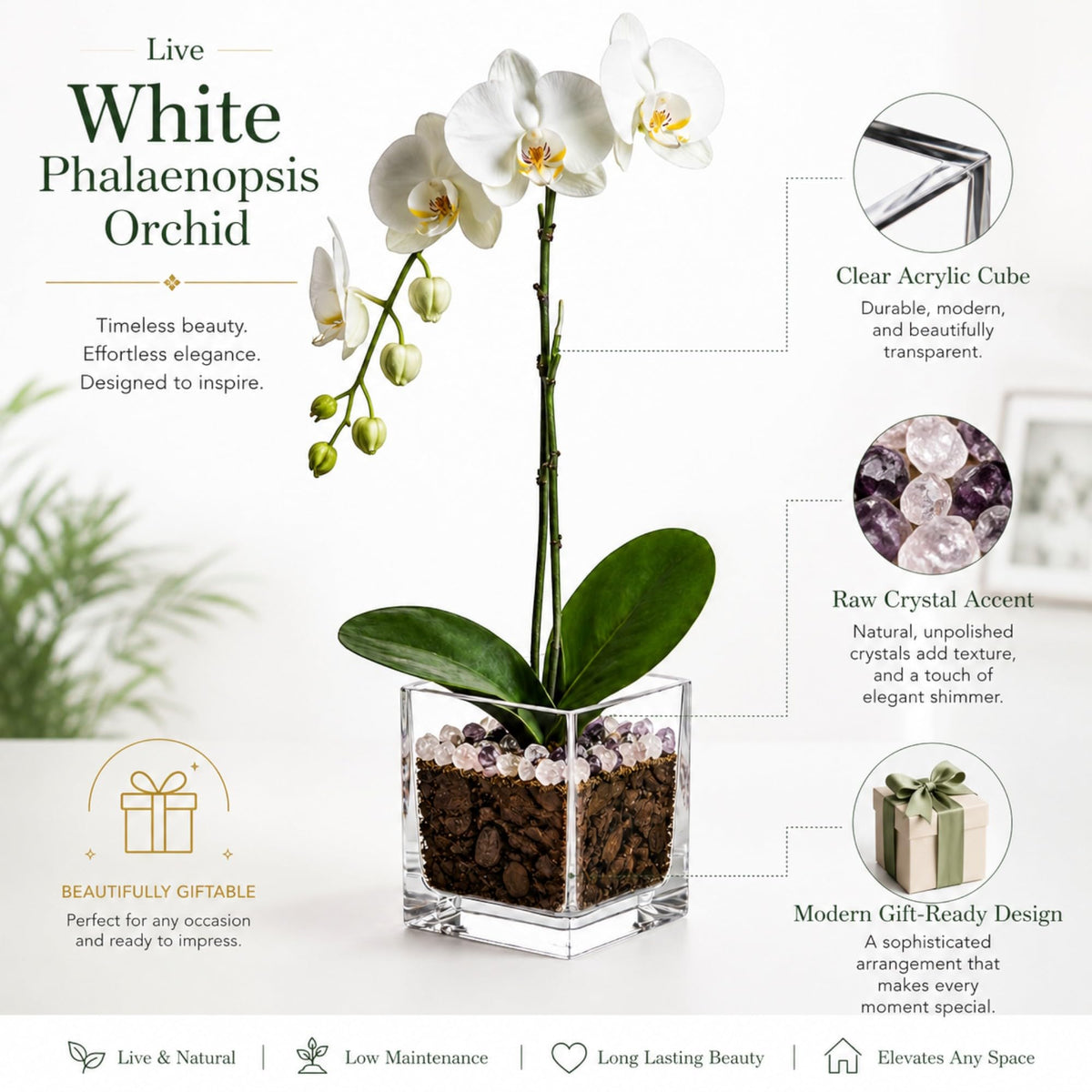 Crystal City Designs white Phalaenopsis orchid in a clear acrylic cube with raw rose quartz and amethyst crystal accents