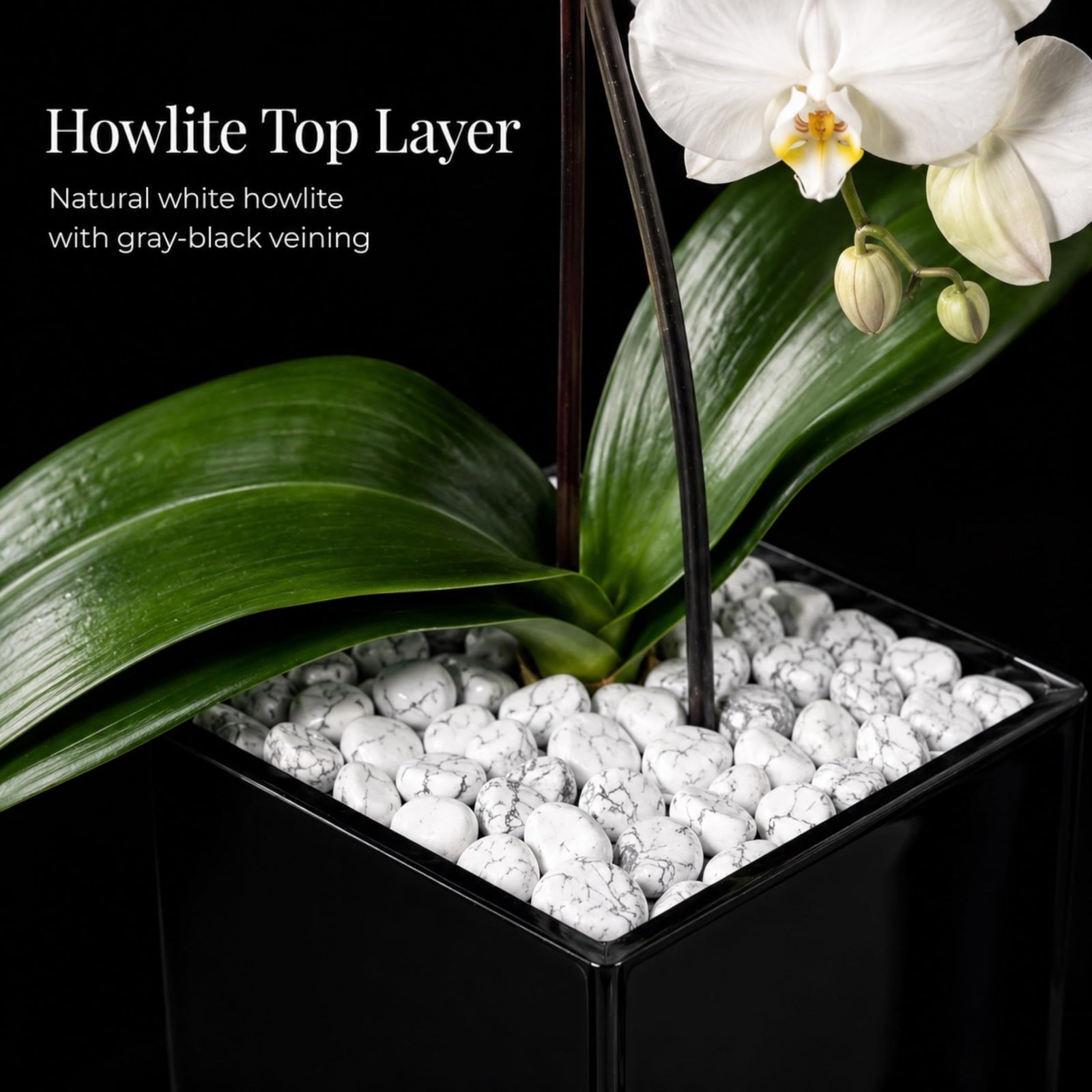 Crystal City Designs white Swan orchid in a black acrylic cube with natural raw Howlite crystal accent stones.
