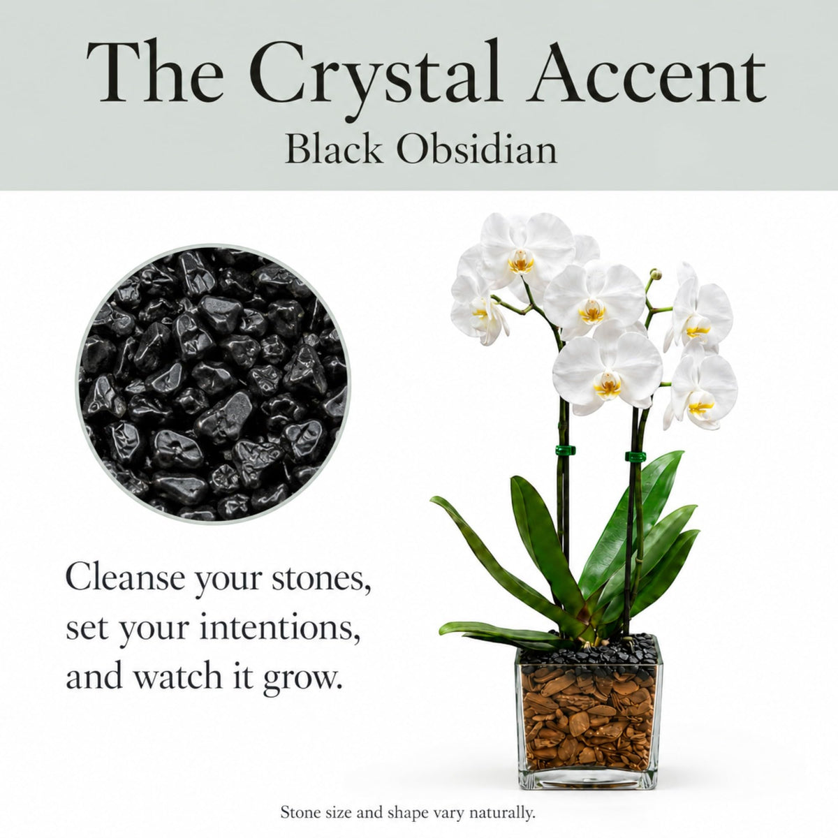 Crystal City Designs double-stem white Phalaenopsis orchid in a clear planter with black obsidian crystal accents.