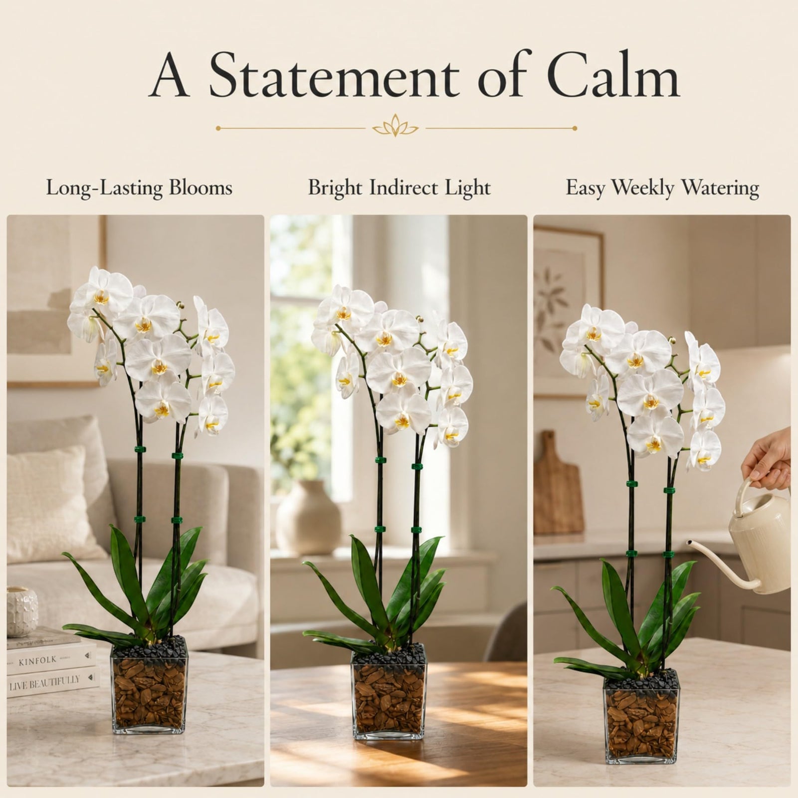 Crystal City Designs double stem white Phalaenopsis orchid in a clear planter with black obsidian crystal accents