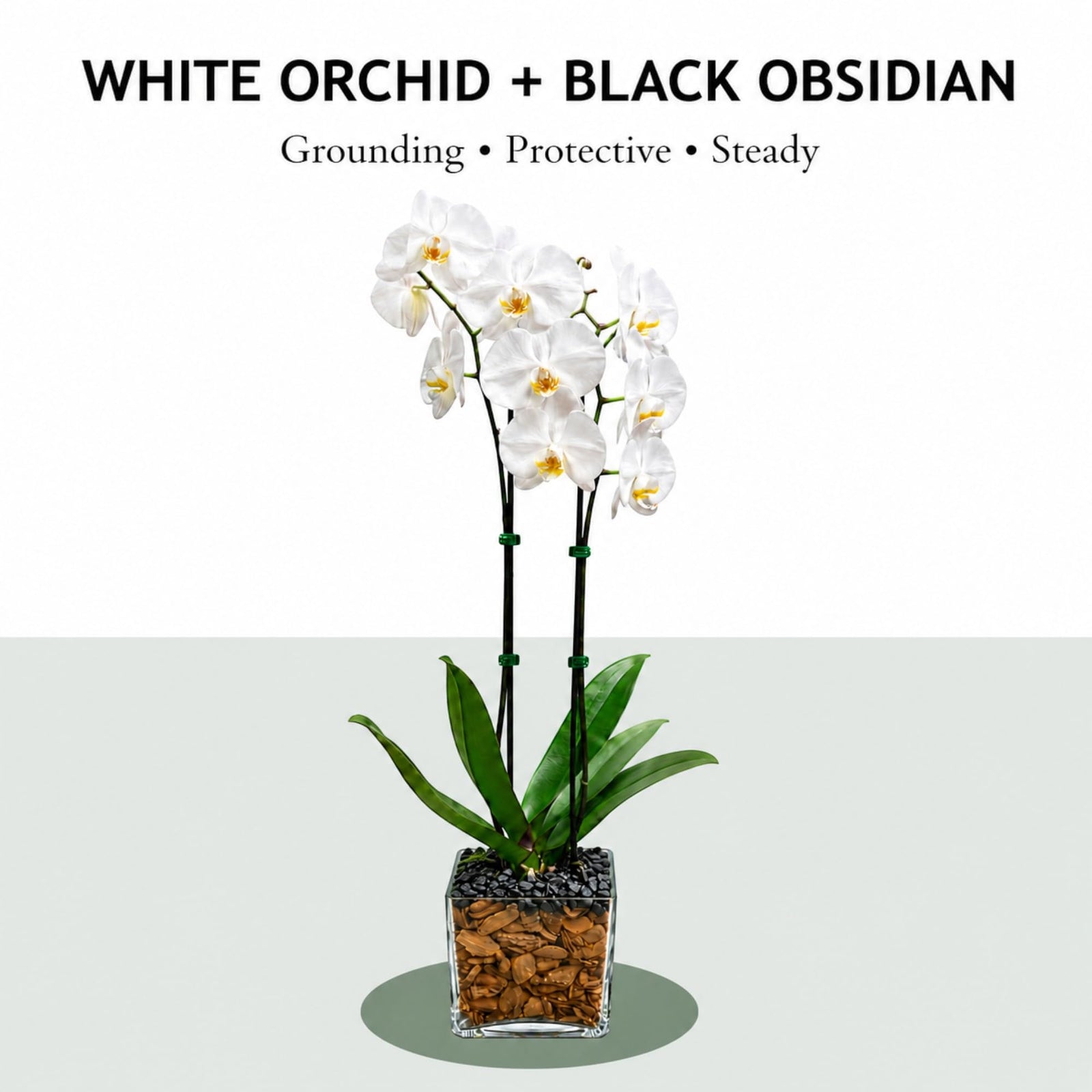 Crystal City Designs double-stem white Phalaenopsis orchid in a clear planter with black obsidian crystal accents.