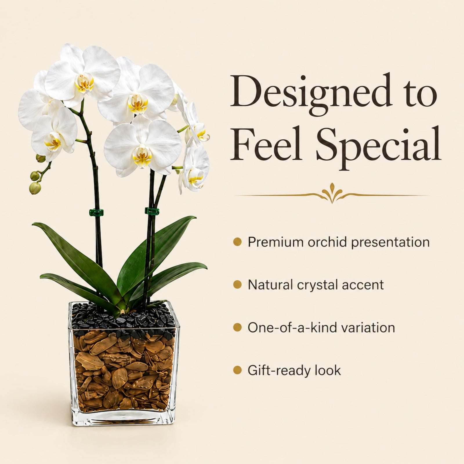 Crystal City Designs double-stem white Phalaenopsis orchid in a clear planter with black obsidian crystal accents.