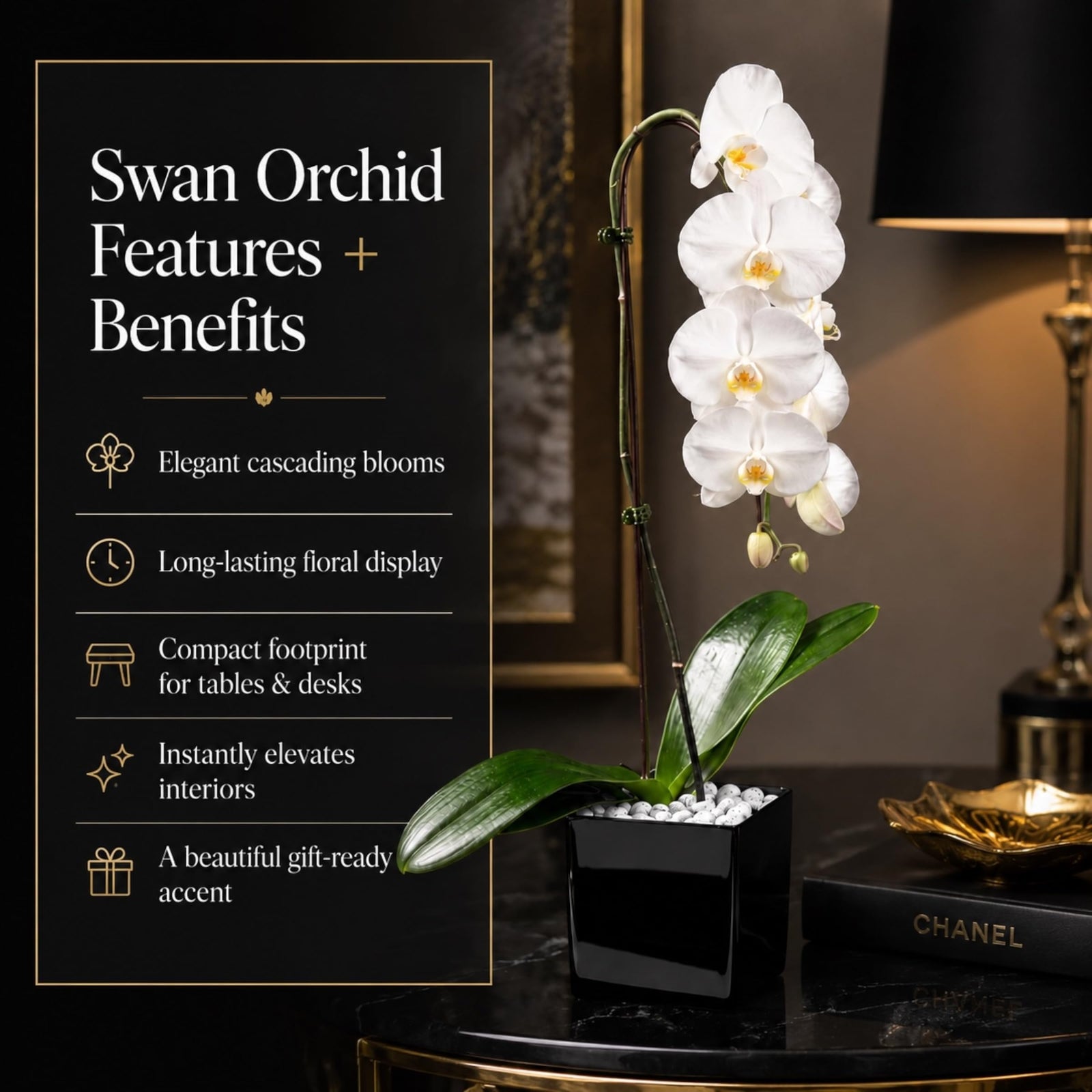 Crystal City Designs white Swan Phalaenopsis orchid in a black acrylic cube with raw Howlite stones on a dark table.