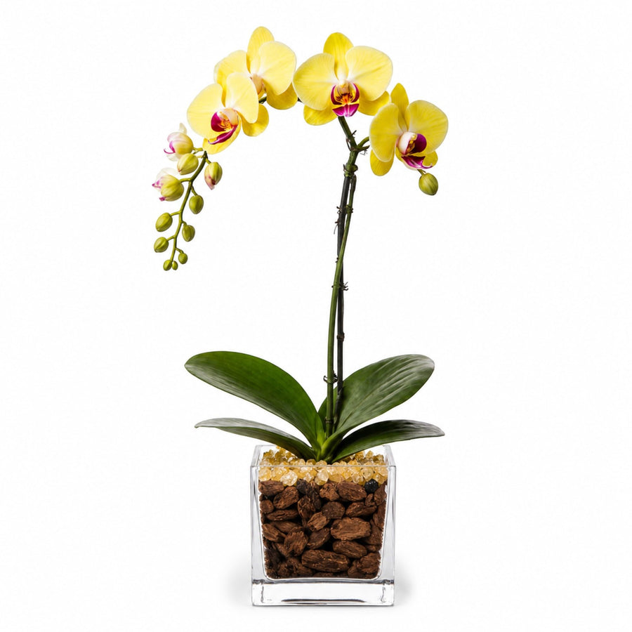 Crystal City Designs yellow Phalaenopsis orchid in a clear acrylic cube with Citrine crystals and bark medium.