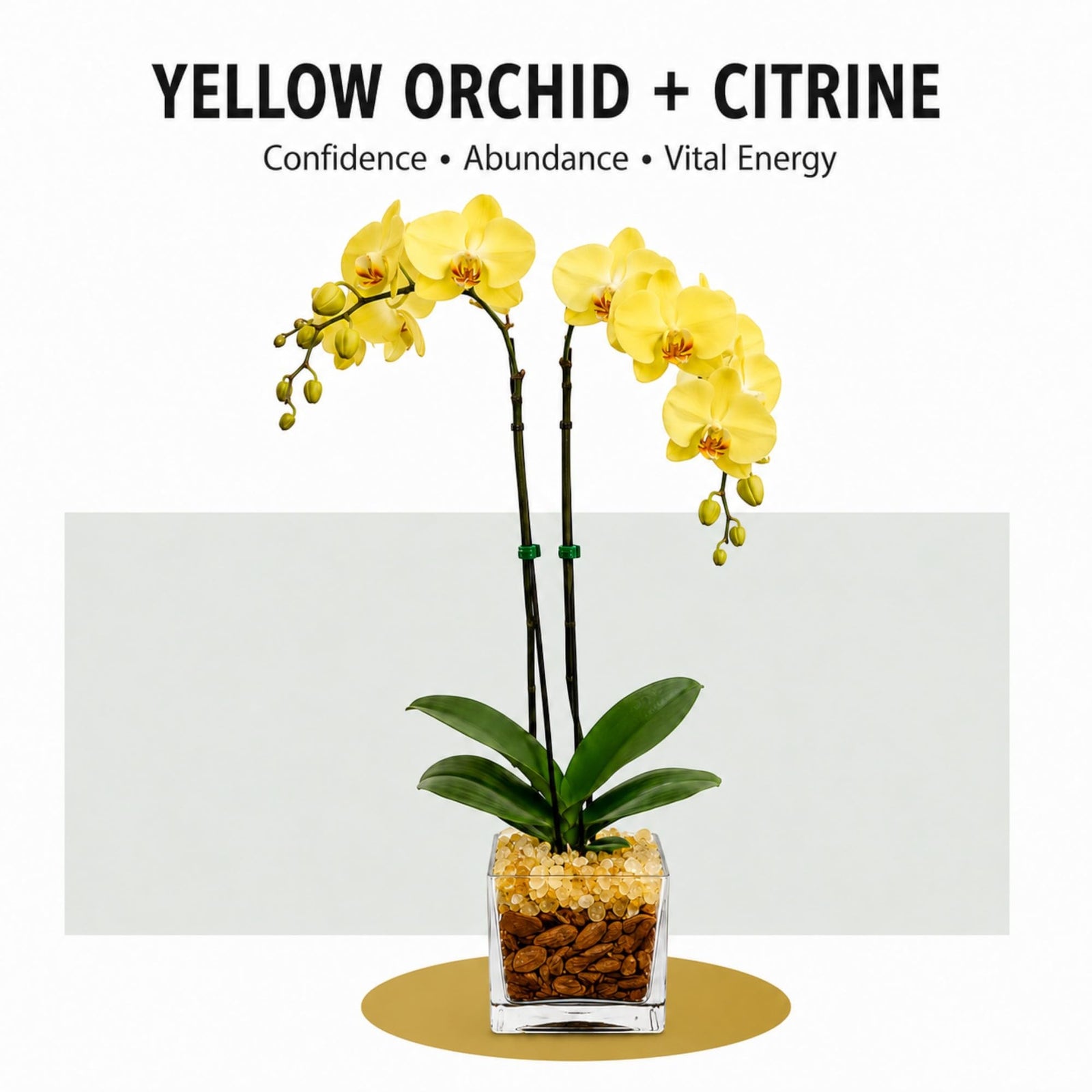 Crystal City Designs double-stem yellow Phalaenopsis orchid in a clear planter with decorative Citrine crystal accents.