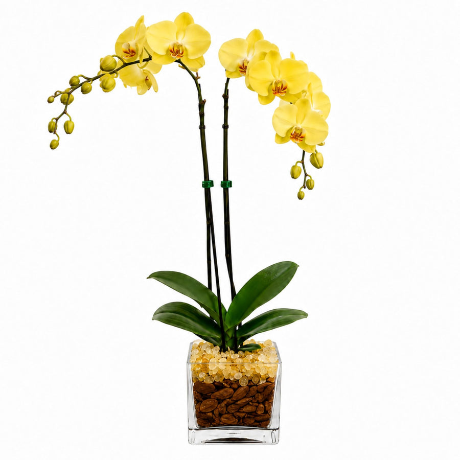 Crystal City Designs double-stem yellow Phalaenopsis orchid in a clear planter with decorative Citrine crystal accents.