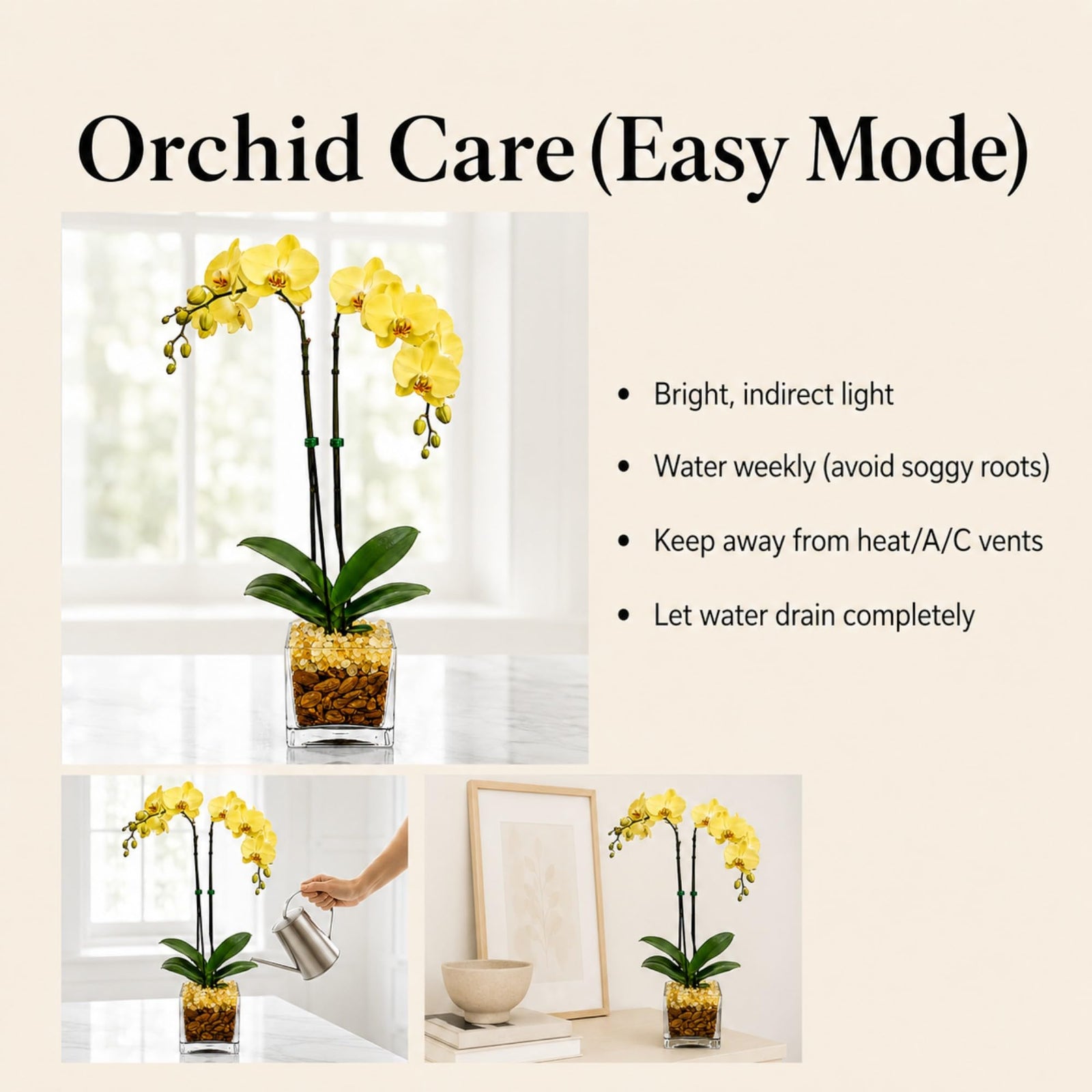 Crystal City Designs yellow double-stem Phalaenopsis orchid in a clear planter with Citrine crystals and care guide.