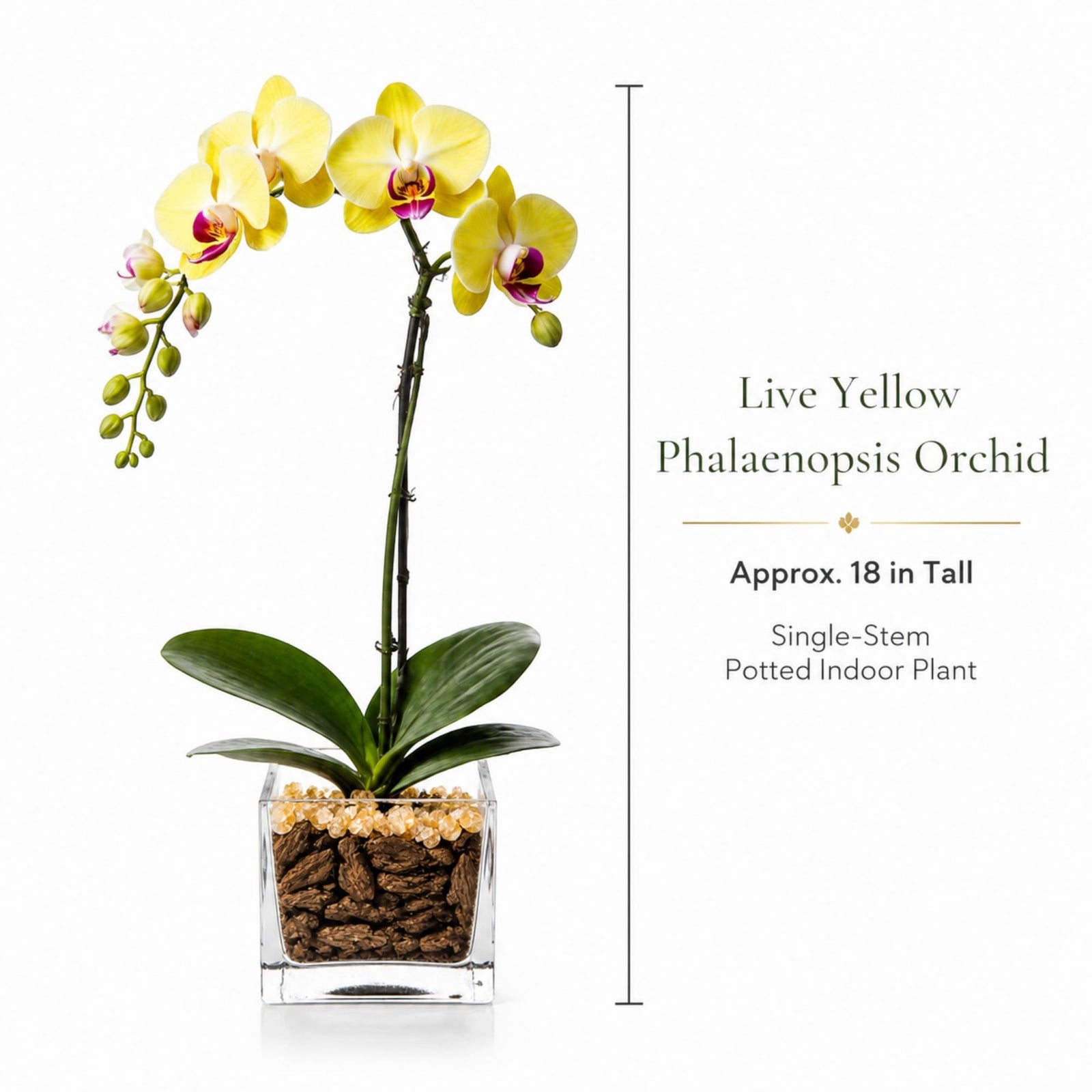 Crystal City Designs yellow Phalaenopsis orchid in a clear acrylic cube with natural Citrine crystal accents.
