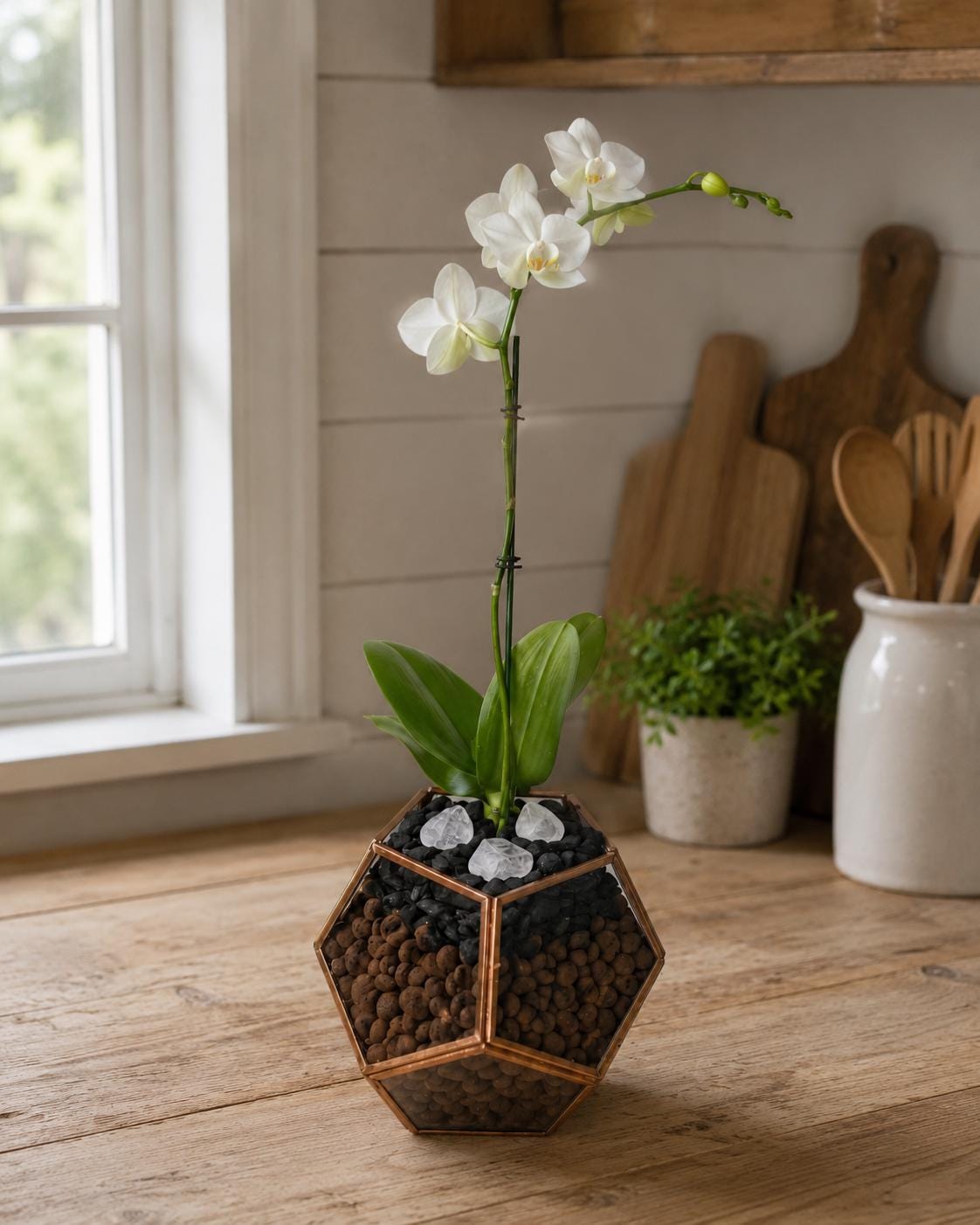 Mini Phalaenopsis Orchid in Geometric Terrarium, Bronze or Gold Trim, Custom Bloom Color