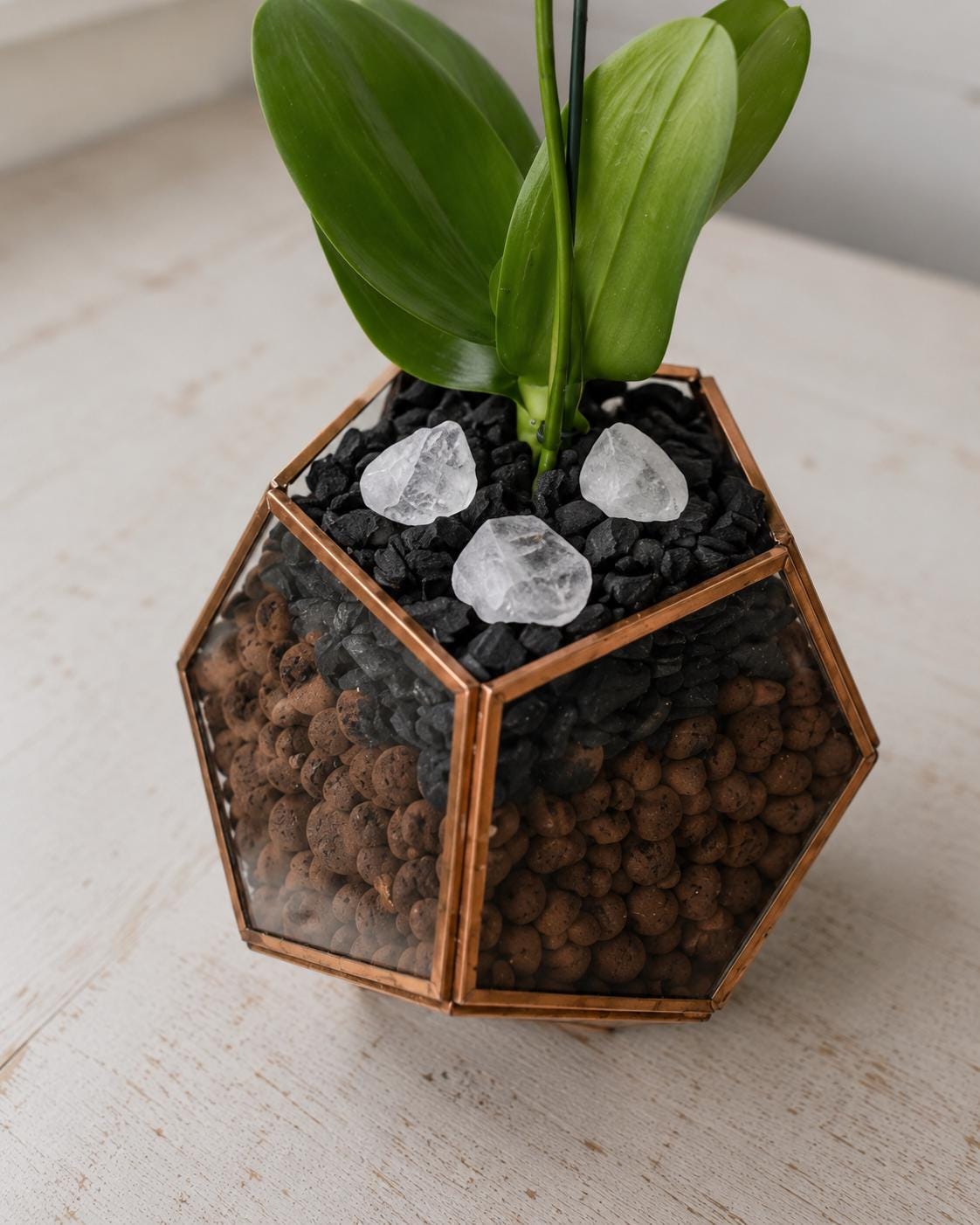 Mini Phalaenopsis Orchid in Geometric Terrarium, Bronze or Gold Trim, Custom Bloom Color