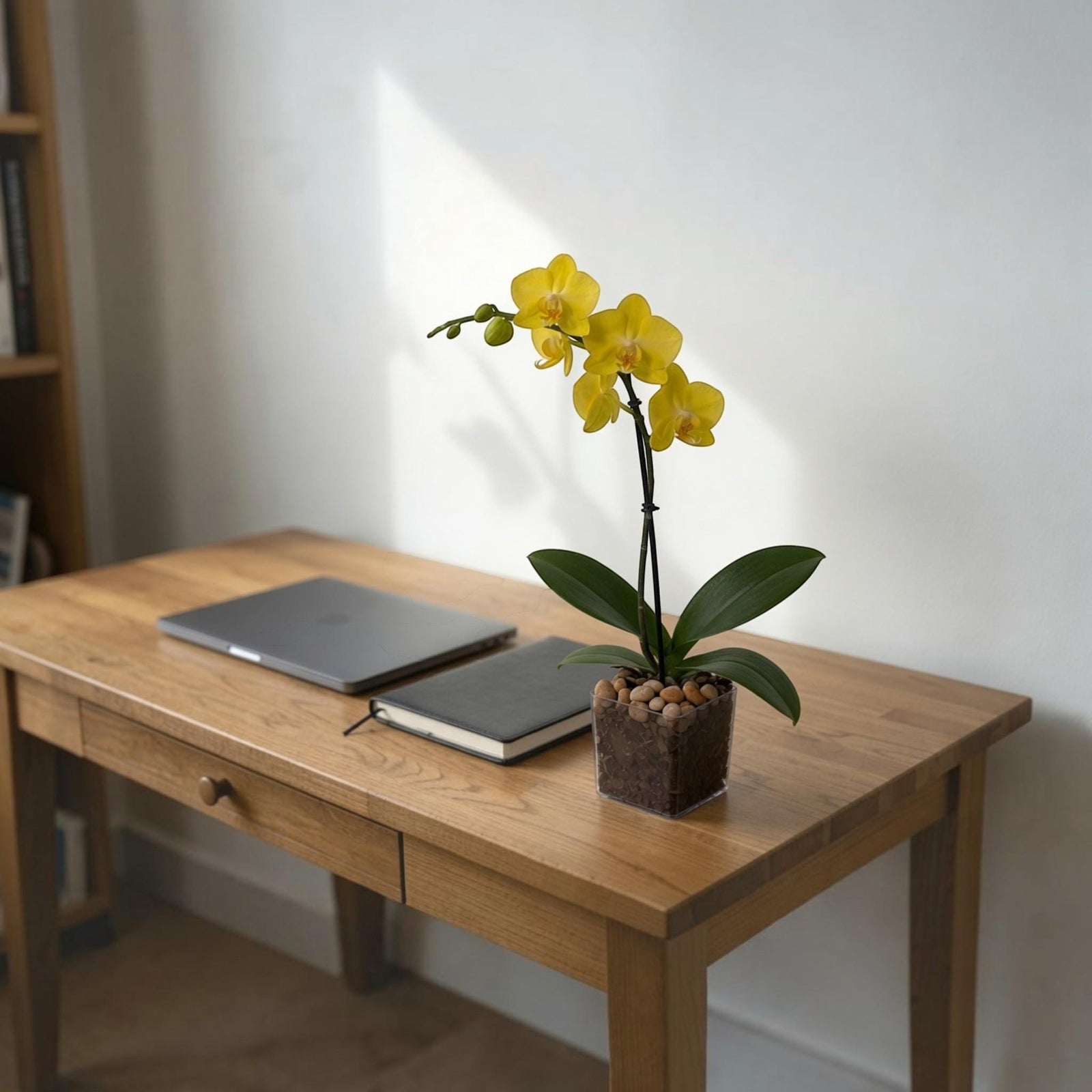 Live Mini Yellow Orchid in Vase, Citrine Crystal Accent, Desk Plant & Gift