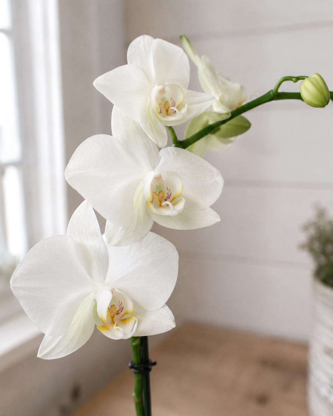 Mini Phalaenopsis Orchid in Geometric Terrarium, Bronze or Gold Trim, Custom Bloom Color
