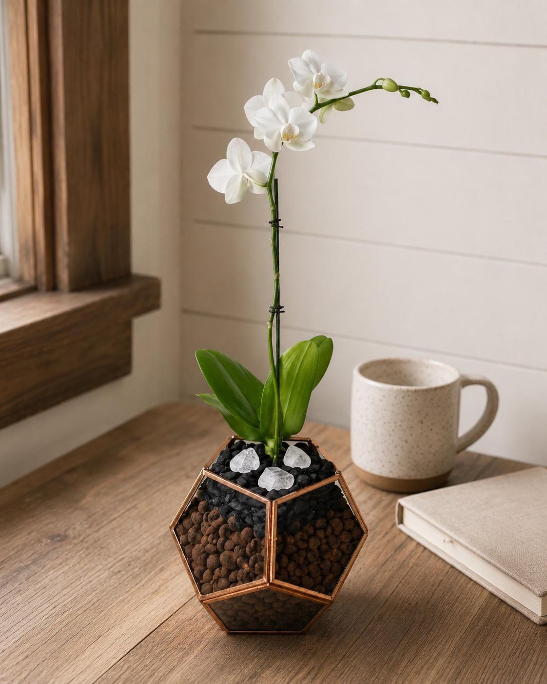 Mini Phalaenopsis Orchid in Geometric Terrarium, Bronze or Gold Trim, Custom Bloom Color