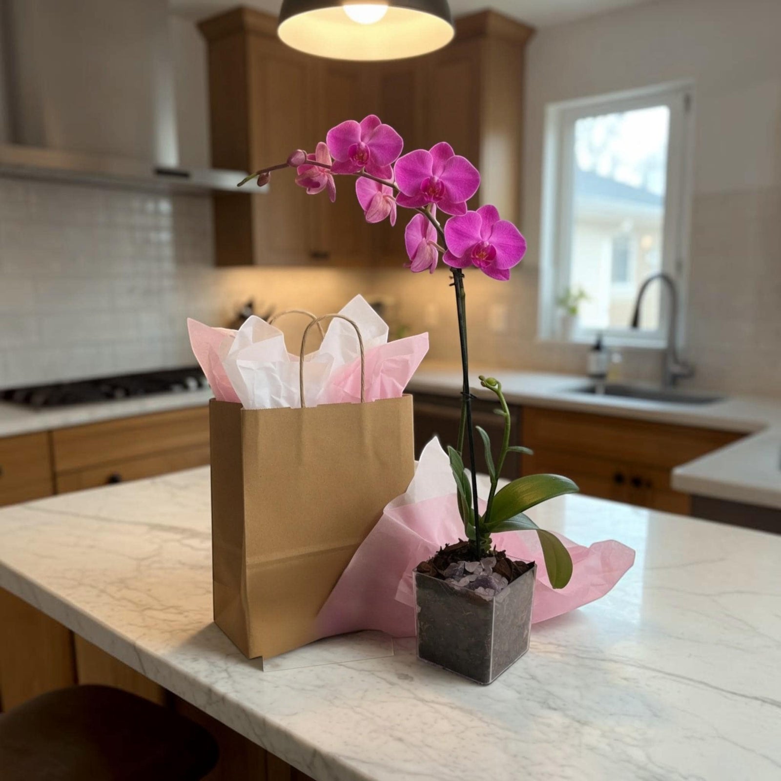 Live Mini Purple Orchid in Vase, Amethyst Crystal Accent, Desk Plant & Gift