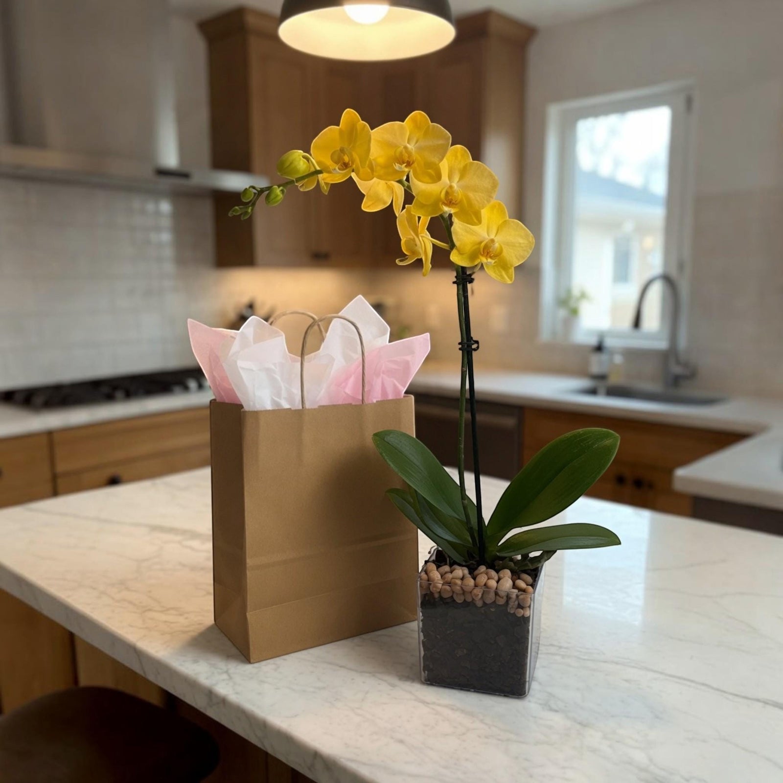 Live Mini Yellow Orchid in Vase, Citrine Crystal Accent, Desk Plant & Gift