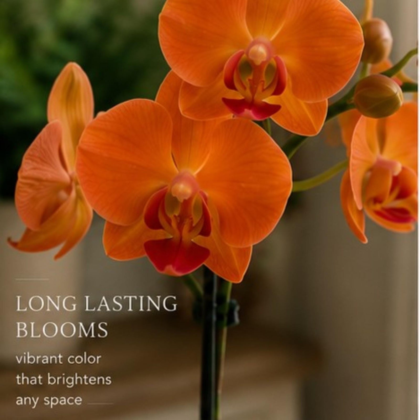 Live Mini Orange Orchid in Vase, Sunstone Crystal Accent, Desk Plant & Gift